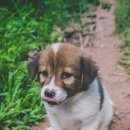 큰마음동물메디컬센터 이미지