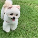 플러스펫 이미지