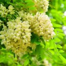 삼성농원 이미지