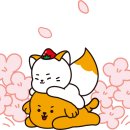 베리캣 이미지