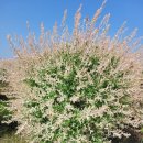세련꽃농원 이미지