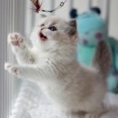 나는고양이 이미지