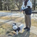 영하목장 | [대관령]애견동반여행 ' 대관령하늘목장 ' 내돈내산 5번이상 간 찐후기