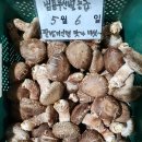 🍎천송고 버섯 내일사세요😊사실때😊 이미지