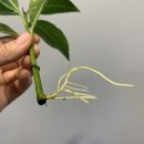 비자나무아래집 | 산불 대응 나무? 방화되는 나무산호수=아왜나무 키우기 가지치기 삽목