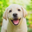 애완강아지 이미지