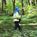 여름의 숲속ㅡ칡꽃/단풍마/싸리꽃 - by 모모수계 이미지