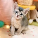 대전고양이분양 루나캣 이미지