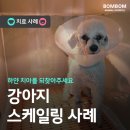 봄봄동물병원 | 우리 강아지의 하얀 치아를 되찾는 스케일링 치료 사례! ㅣ 회기역 봄봄동물병원