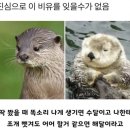 수달이랑 해달 구분법 이미지