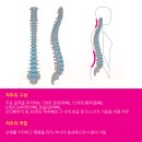 디어마이바디