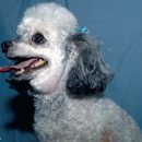 북부 동물병원 이미지