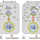 인슐린 저항성 인슐린 저항성 발생기전 인슐린저항성은 질병일까 이미지