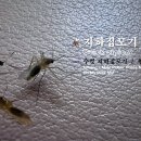 🦟수컷 지하집모기 ♂ (Culex pipiens) 이미지