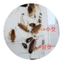 관악약국 | [관악구]바퀴벌레 방역/신림동 바퀴벌레 방역
