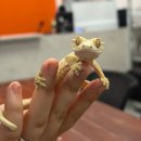 동탄대로21길 | 동탄 파충류샵 티그리스게코에서 만난 크레스티드 게코 키우기