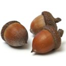 도토리숲속학교 이미지