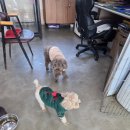 강릉유치원 | 콩이네하우스 - 마당있는 강릉 애견호텔 추천, 강릉 애견유치원, 놀이터