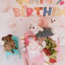 워킹페코 이미지