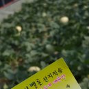 수신블루베리