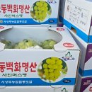 골드샤인 이미지