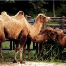 낙타 이미지