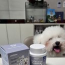 바람난강아지 | 비숑 프리제 강아지 피부 보습 영양제 후기 추천 - 닥터독 베츠초이스 뉴트리션 S+ 피부 영양제