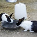 별캠키즈풀빌라 이미지