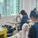 원애견샵 이미지