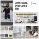 낭창한 강아지 | 강아지 배변훈련, 강아지 산책훈련 고민 끝! 저렴한 강아지훈련비용 낭창한 강아지에서 해결