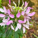 (자격증)책놀이지도사 2급 이미지