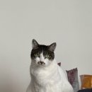 우리아이동물병원 | [고양이 동물병원]부천 중동우리아이동물병원 고양이 건강검진