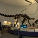 황금산암모나이트[지금-6] | 예향한정식(feat.목포자연사박물관)