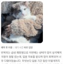 한남심장내과동물병원 이미지