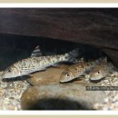 이목리 제방 이미지