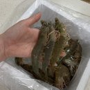 목포 왕새우 포장 택배 전문 : 고고수산 왕새우직판장/쓰리고수산/포장후기