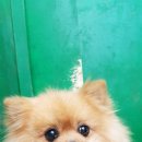 발안남로 이미지