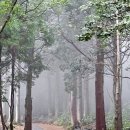 치유의 숲 - 비와 나무, 그리고 적당한 빛 이미지
