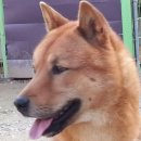 청주진도견연구소 이미지