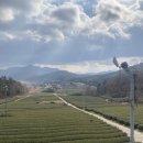 (주)강진정비 | [강진] 설록다원·백운동원림·백운차실 - 정원에서 차밭까지, 강진의 차 이야기