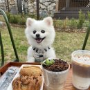 남노일로 | [홍천 애견동반] 🐶칠복이 최애 카페 위켄드74✨ 소형·대형 운동장 분리된 힐링카페 (내돈내산)