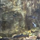 보라멍 | [자연유착 쌍수 후기] 쌍수 1개월차 솔직 후기 (붓기, 멍, 수술 후 출근 가능?)