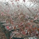 여명농장 이미지