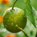 애월농장 이미지