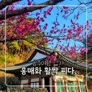 신원사 | 공주여행 갑사 홍매화 | 3월 봄꽃 나들이 조용한 사찰 산책 코스