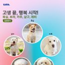 복실강아지 | 복실, 보라, 카푸, 살구, 레비 입양 후기