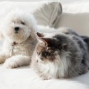 연수동물메디컬센터 이미지