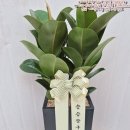 경기 하남시 망월동으로 배송된 개업식화분 꽃배달 만족도 높았던 후기