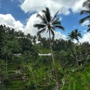 하룸 | 발리 크레트야 우붓, 알라스하룸 유료 좌석 후기