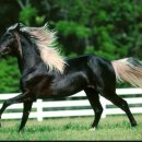 승용목장 이미지